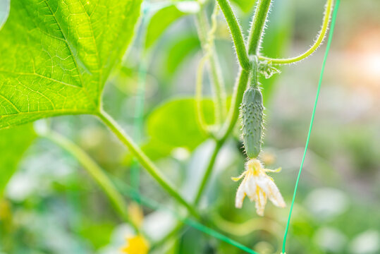 Tiny young gherkin cucumber growing on vine with flower attached