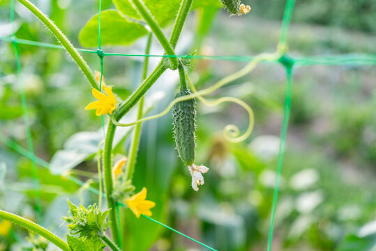  Young prickly gherkin cucumber growing on support net in garden