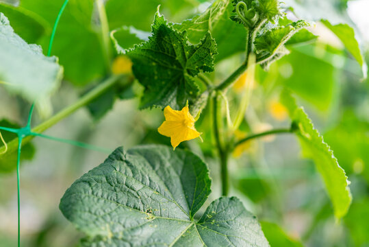Yellow blossom of cucumber plant blooming on vine in greenhouse
