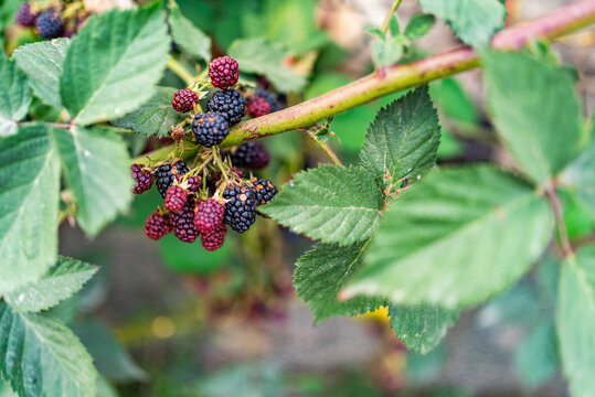 Fresh blackberries ripening on branch with green leaves in garden