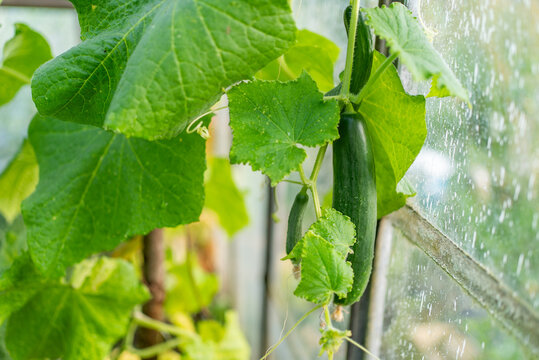 Fresh green cucumbers growing on vine inside rustic glass greenhouse