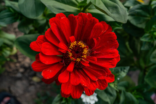 Vibrant red zinnia elegans flower blooming in summer garden closeup