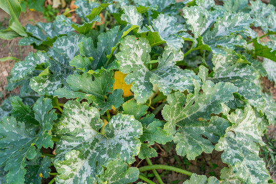 Vibrant yellow zucchini squash growing hidden under lush variegated leaves