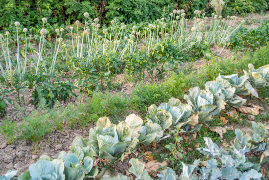 Organic vegetable garden beds with cabbage crops and blooming onions