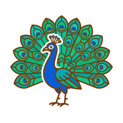 Fototapeta premium Frontal view of blue peacock with fully displayed tail feathers.