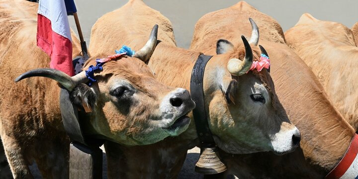 Vaches en transhumance 2