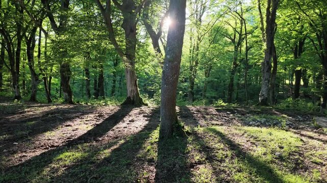 Sunlight rays piercing through vibrant green forest trees casting long shadows on mossy ground, peaceful woodland nature landscape environment, serenity and tranquility