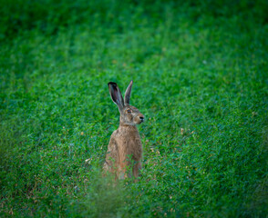 hare © Vivien