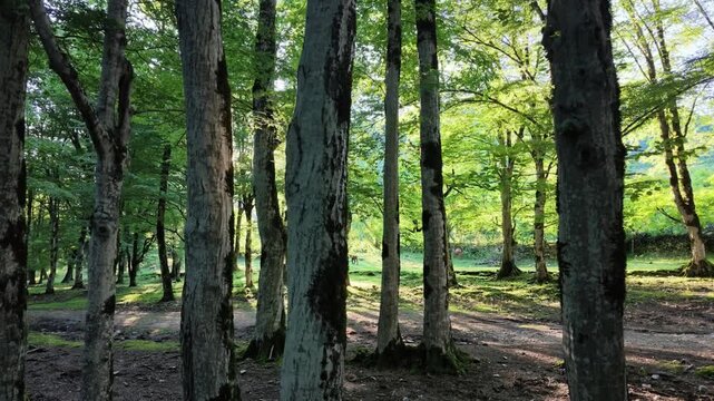 Sunlight streaming through tall green trees in a peaceful forest clearing, summer nature landscape, tranquil woodland path, serene environment