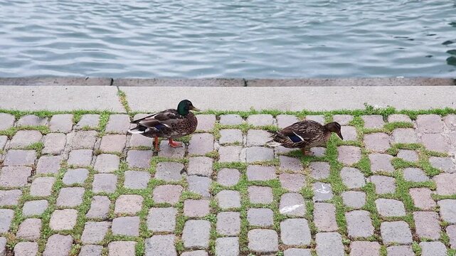 Slow motion video of mallard ducks walking on a cobblestone path