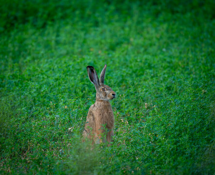 hare