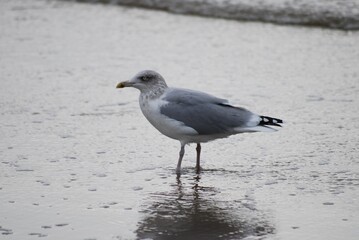 Fototapeta premium Side profile of a seagull standing in shallow water