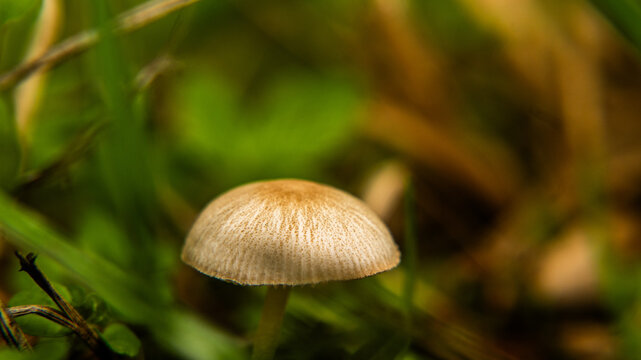 poisonous mushroom Psatyrella. mushroom in the wild, hallucinogenic dangerous mushroom