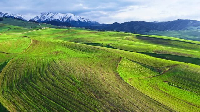 Aerial view of vibrant green rolling agricultural fields under a blue sky, with majestic snow-capped mountains in Xinjiang, China.