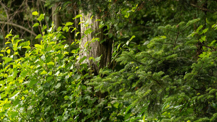 Obraz premium deciduous coniferous fir green forest in summer. close-up