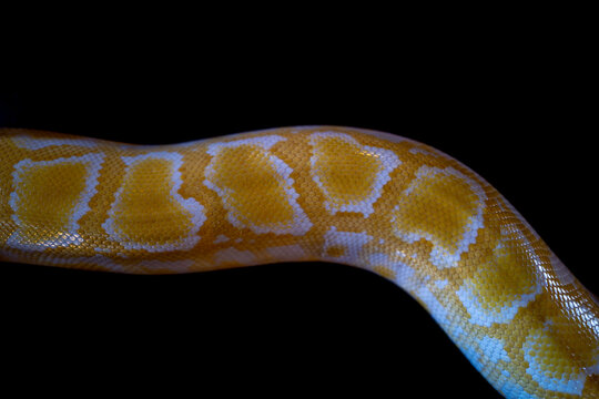 Close up of a albino burmese python in detail