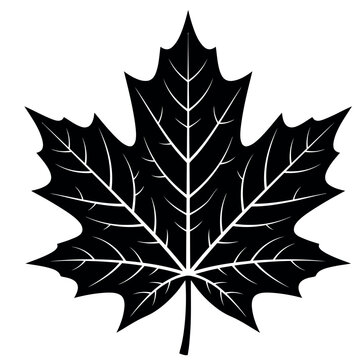 Silhouette of a single maple leaf, detailed veins (as solid shape)