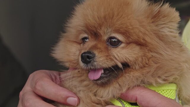 Closeup portrait of a cute fluffy pomeranian puppy being held by a person, showing its expressive eyes and tongue sticking out
