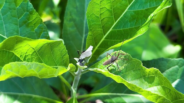 Vibrant leaf footed bug insect sitting on fresh green leaves in natural environmen