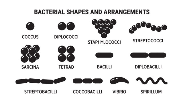 Bacterial Shapes and Arrangements Diagram: Coccus, Diplococci, Staphylococci, Streptococci, Sarcina, Tetrad, Bacilli, Diplobacilli, Streptobacilli, Coccobacilli, Vibrio, Spirillum