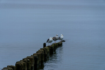Baltic  - mewy  © rob
