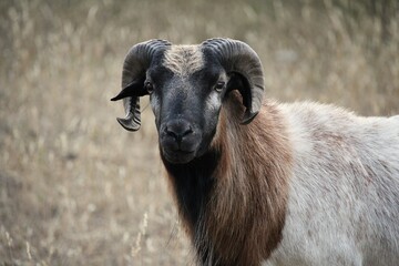 Obraz premium Close-Up Portrait of a Horned Ram Looking at the Camera