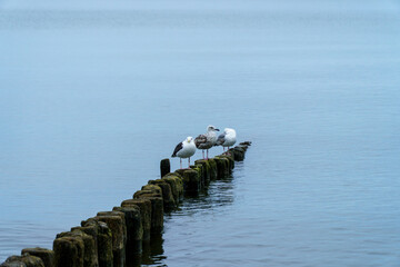Baltic  - mewy  © rob