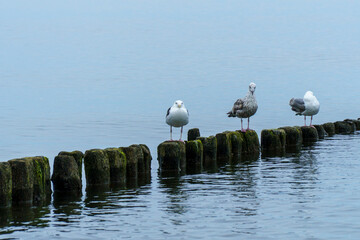Baltic  - mewy  © rob