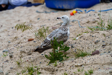 Baltic  - mewy  © rob