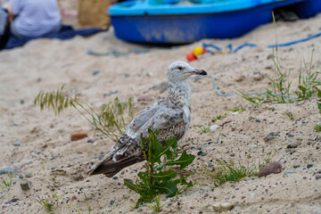 Baltic  - mewy  © rob
