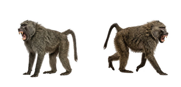 Two aggressive baboons standing and walking isolated on transparent background