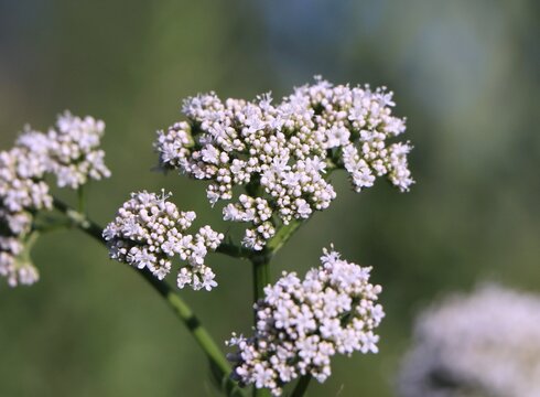 Common valerian (Valeriana officinalis) blooming in a meadow