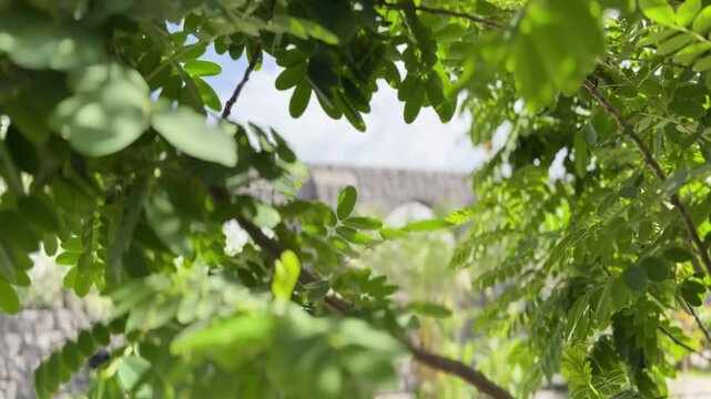 Green leaves reveal the stone arches and courtyard of Masjid Bani Anif in Medina.