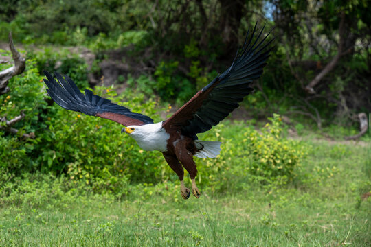 African Fish Eagle taking flight from a perch near the shore of the Chobe River
