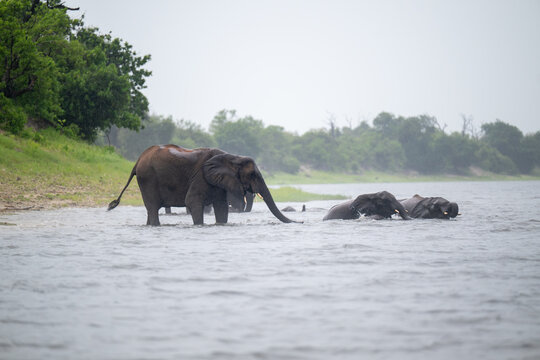 African elephants wading in the Chobe River in Chobe National Park during heavy rainfall