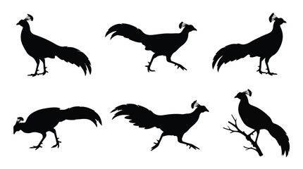 Obraz premium A set of six siamese fireback bird in various poses silhouette vector icon illustrations on a white background 