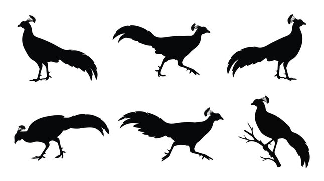 A set of six siamese fireback bird in various poses silhouette vector icon illustrations on a white background
