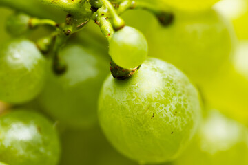 Macro close-up of fresh green grapes cluster growing on the vine with water drops © Ruslan