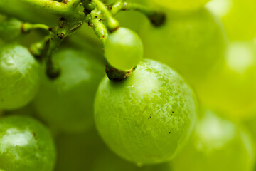 Macro close-up of fresh green grapes cluster growing on the vine with water drops © Ruslan