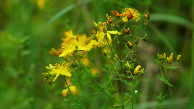 Yellow St. John's Wort (Hypericum perforatum) wildflowers blooming in a green summer meadow