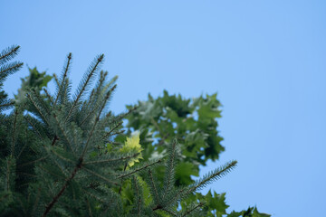 pine branches against blue sky © JxC studio