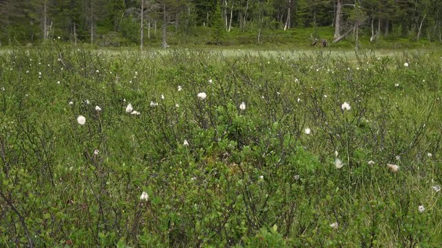 bog cotton