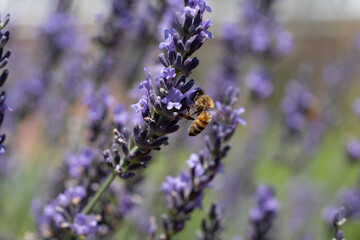 Fototapeta premium lavender flowers in the garden with bee