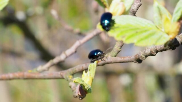 Alder leaf-eater (Agelastica alni) on alder. Macro view of iridescent blue beetles on a brown tree branch with light green leaves. Insects crawl along twigs and congregate on foliage. Handheld panning