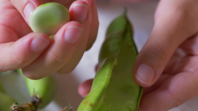 Removing a Single Fresh Fava Bean: Close-Up of Hands Shelling a Green Pod