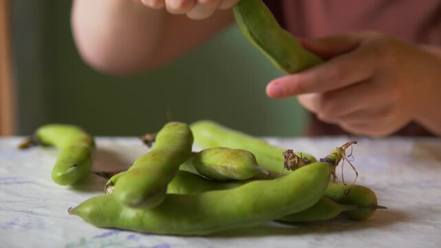 Woman's Hands Shelling Fresh Fava Beans: Opening a Broad Bean Pod for Home Cooking