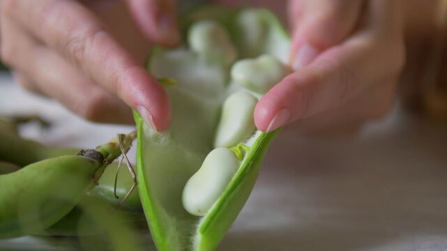 Hands Shelling Fresh Fava Beans: Opening a Green Broad Bean Pod for Cooking