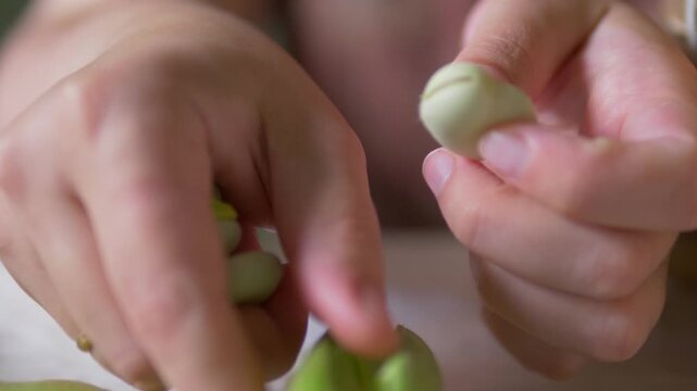 Hand Holding Fresh Shelled Fava Beans