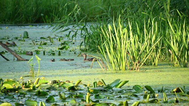 Mallard duck swimming through lily covered marsh near reed bed