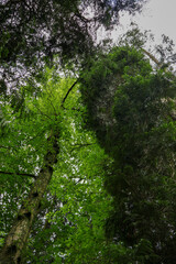 Fototapeta premium Beautiful forest canopy looking up, green trees with sunbeams. Nature background, ecotourism, sustainability and wilderness concept. .